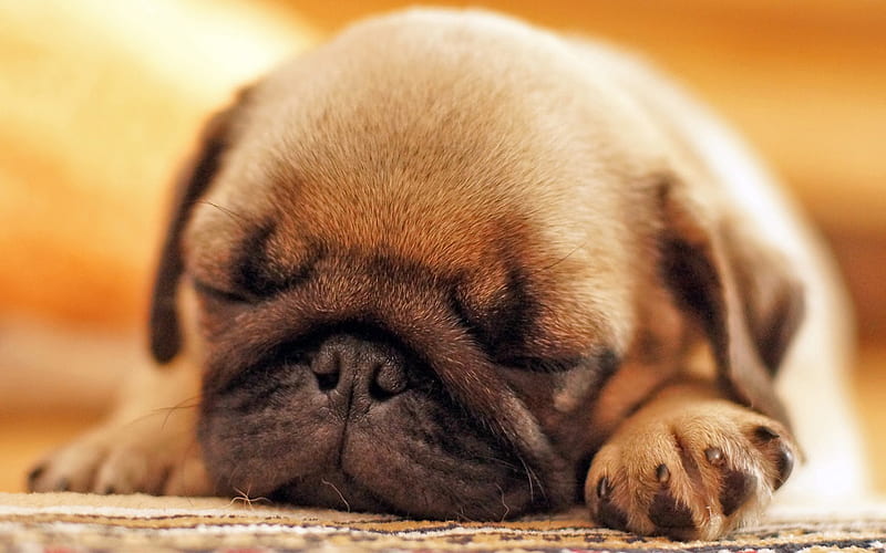 Pug, sleeping dog, puppy, close-up, cute dog, pets, small Pug, cute animals, dogs, Pug Dog, HD wallpaper