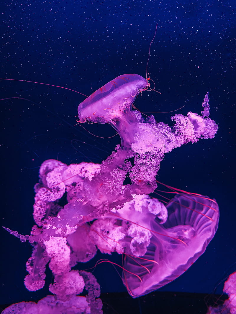 jellyfish, underwater, water, macro, purple, HD phone wallpaper