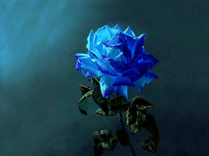 Blue Rose, beauty, flowers, nature, blue, HD wallpaper | Peakpx