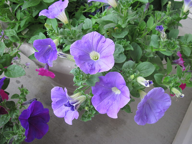 purple petunias in My little garden 02, graphy, purple, green, brown, flowers, nature, pink, petunias, HD wallpaper