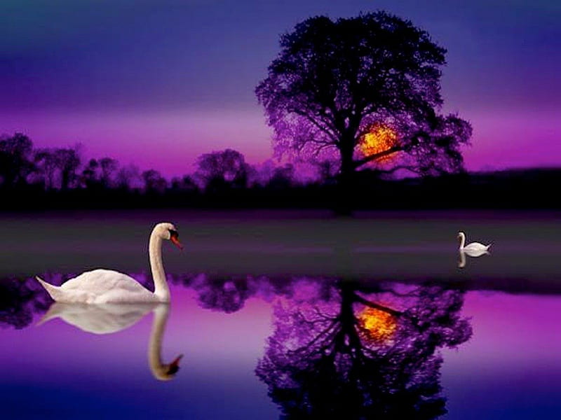 Purple Swan Lake, purple, peaceful, sunset, swan, lake, HD wallpaper
