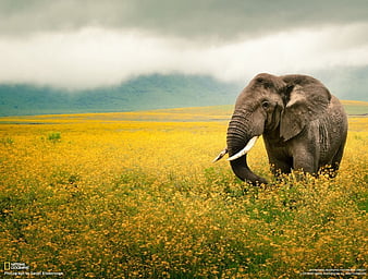 national geographic wallpaper nature
