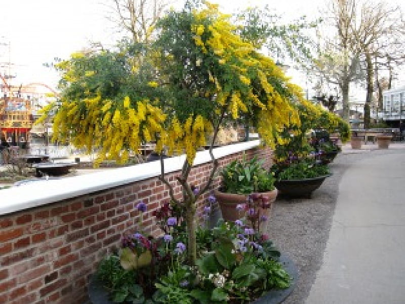 Tivoli, flowers, yellow, spring, park, trees, wall, HD wallpaper