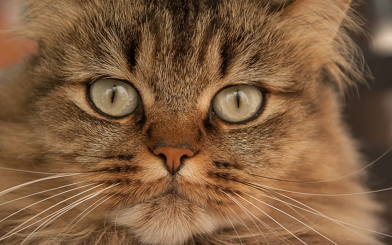fluffy brown cat, green eyes, portrait, cute animals, cats, HD wallpaper