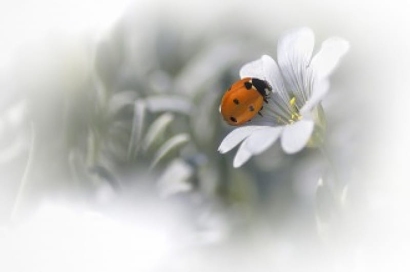 Ladybug, bloom, flower, nature, soft, petals, ladybird, HD wallpaper