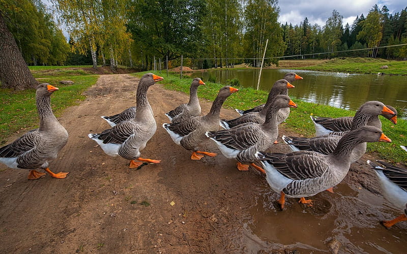 Geese, goose, road, trees, gaggle, HD wallpaper