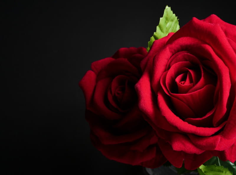 Black Background Red Roses Flowers Hd Wallpaper Peakpx