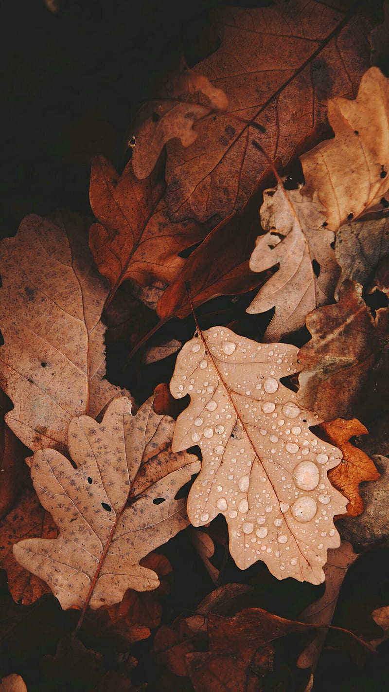 Leaf, fall, colors, HD phone wallpaper