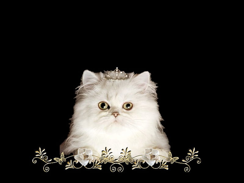 Kitten with tiara, feline, queen, black, cat, tiara, HD wallpaper