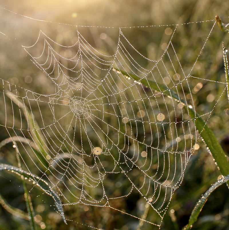 Spidersweb, grass, morning, pfurman, poland, spider web moist, HD phone wallpaper
