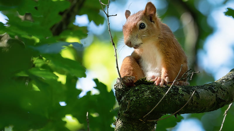 Squirrel Is Sitting On The Branch Of Tree Squirrel, HD wallpaper