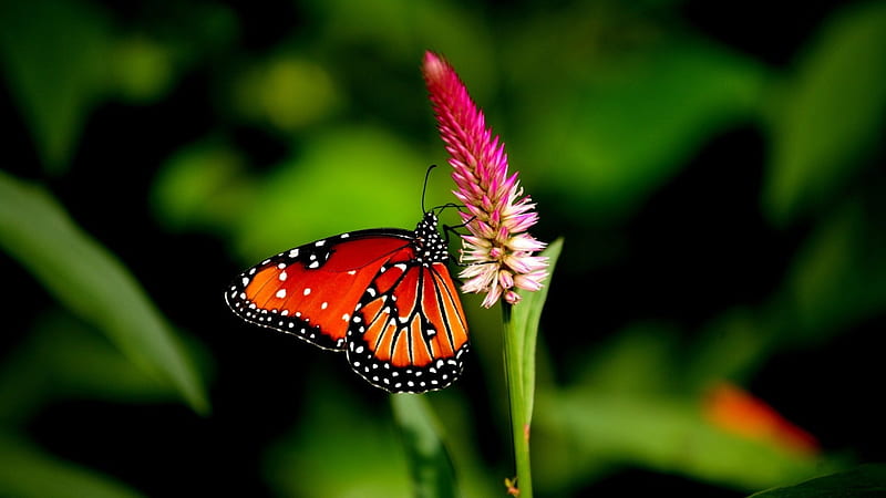 monach butterfly, insect, monach, butterfly, animal, flower, HD wallpaper