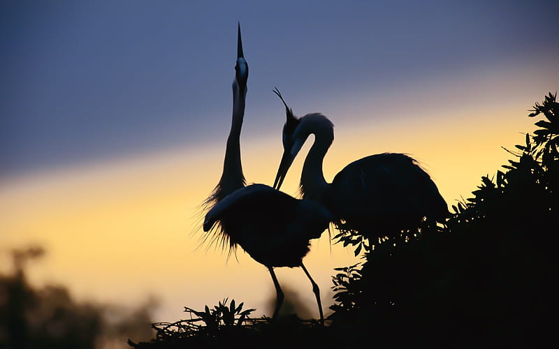 Sunset under the red-crowned crane, HD wallpaper