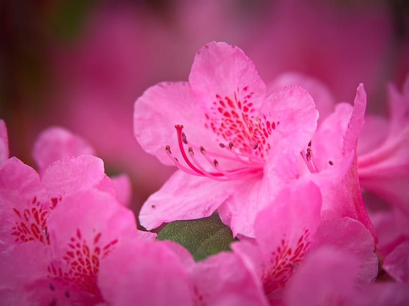 flower, petals, pink, macro, HD wallpaper
