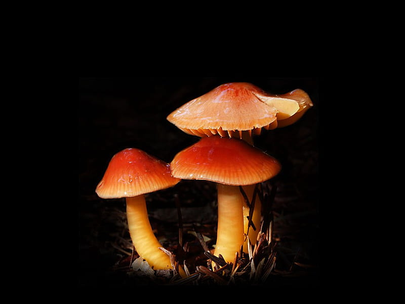 Amazing mushroom, mushroom, black, red, HD wallpaper