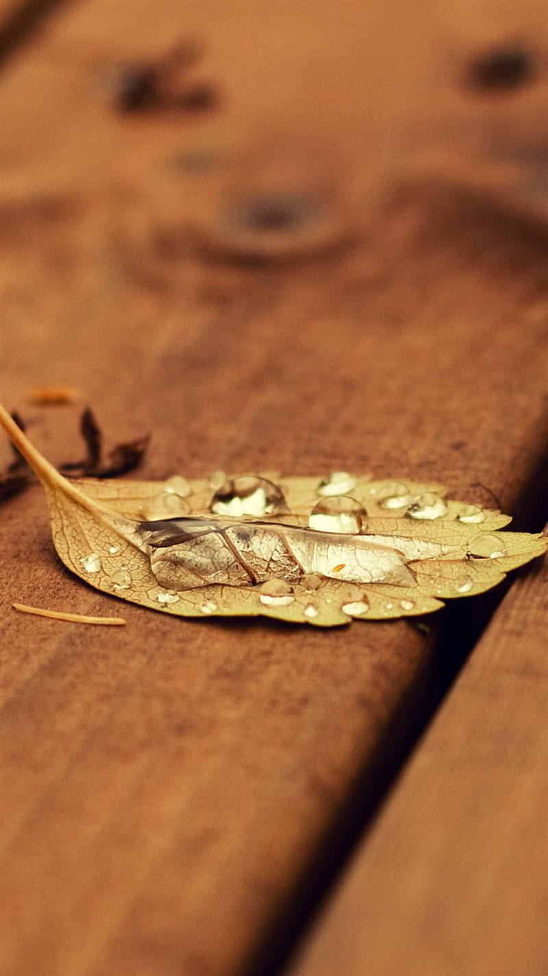 Leaf, bench, nature, water, wood, HD phone wallpaper