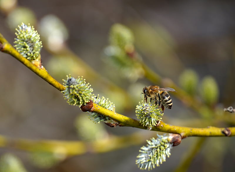 bee, branch, buds, spring, macro, HD wallpaper