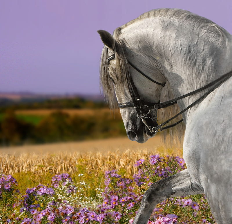 Andalusian Beauty, andalusian horse, spanish horse, iberian horse, animals, horses, HD wallpaper