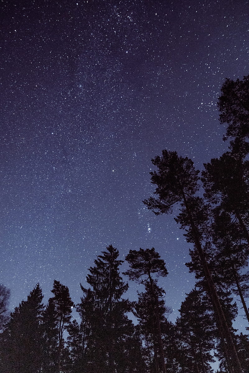 starry sky, stars, trees, night, view from below, HD phone wallpaper