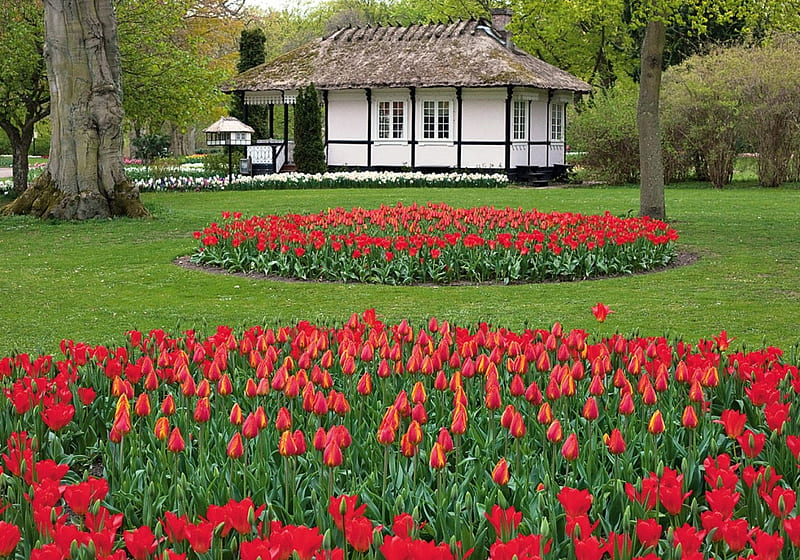 From a park i Denmark, red, garden, spring, park, tulips, tulip, HD wallpaper