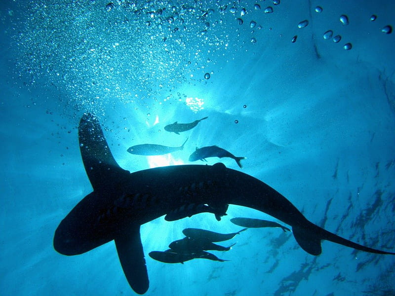 Shark with fish Silhouette, shark, water, fish, ocean, bubbles, sunshine, silhouette, blue, looking upwards, HD wallpaper