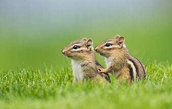 Animal, Chipmunk, Branch, Rodent, Wildlife, HD wallpaper | Peakpx