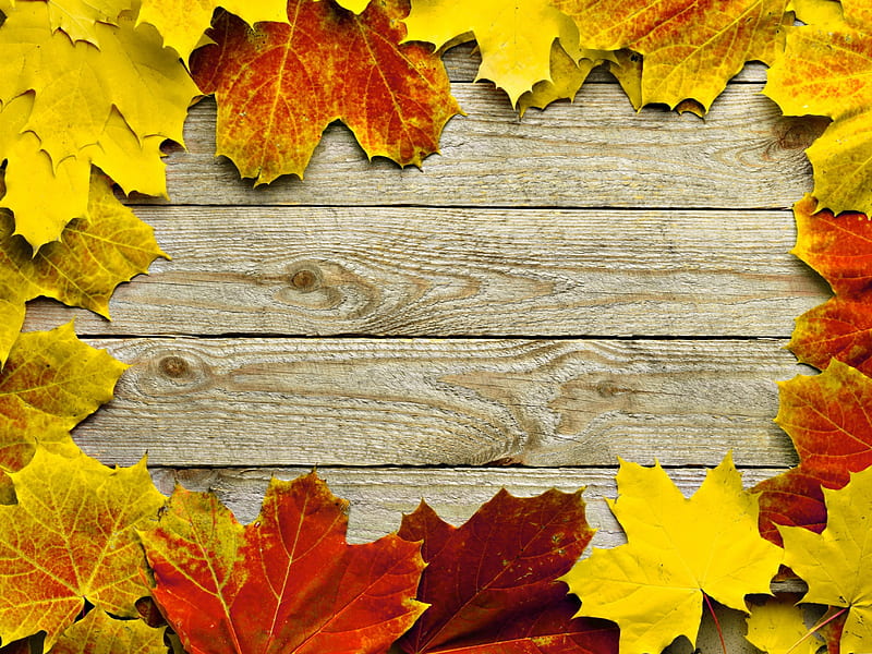 Autumn Leaves, autumn, leaves, maple, frame, HD wallpaper