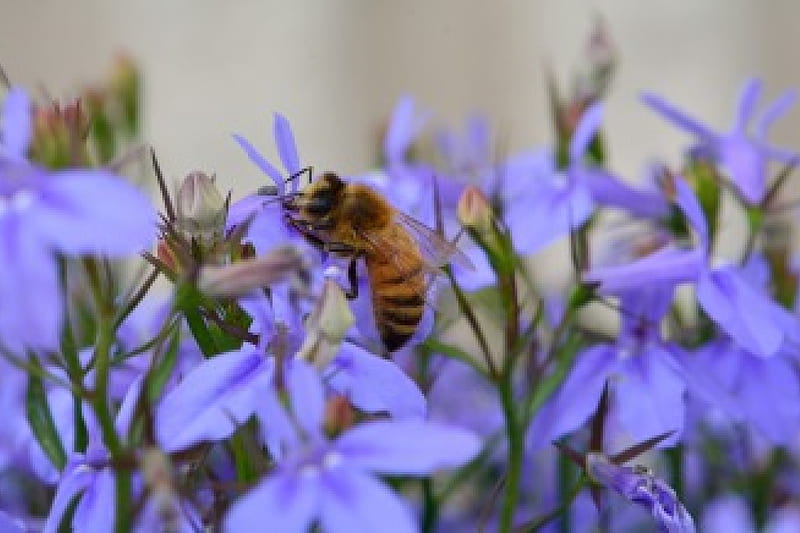 Worker Bee Working, honeybee, worker bee, bee on a flower, bees, HD wallpaper