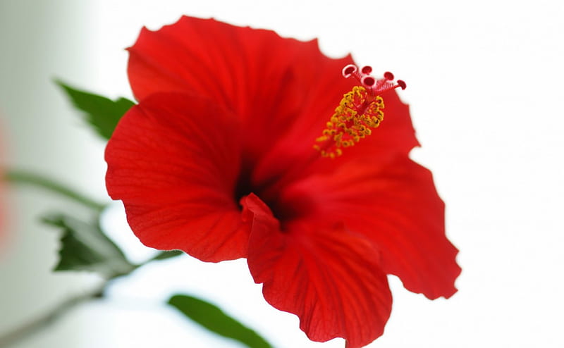 Hibiscus, flower, red, white, HD wallpaper