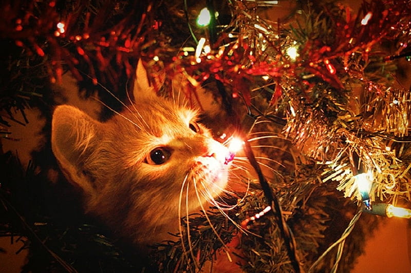 christmas tree cat profile picture