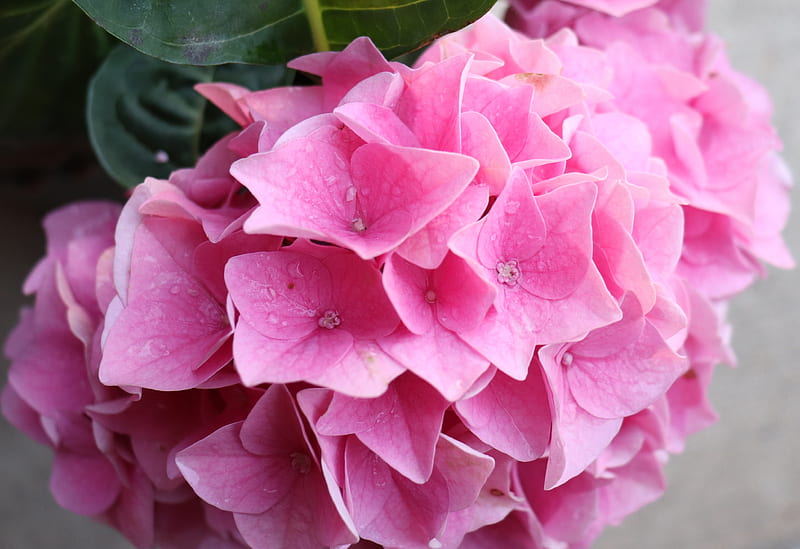 pink flower in macro lens, HD wallpaper