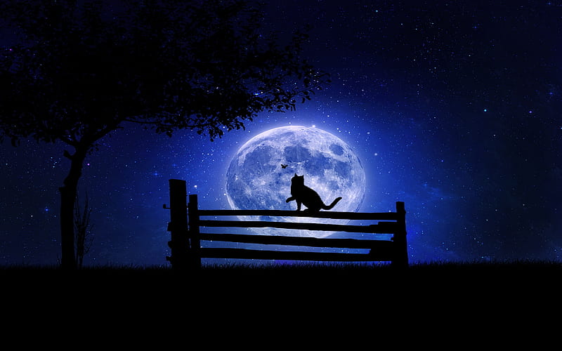 Moonlight, fence, moon, luminos, black, cat, silhouette, animal, tree, moon, butterfly, pisica, blue, night, HD wallpaper
