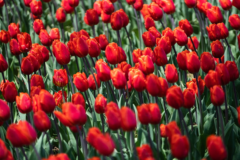 bed of red tulip flowers, HD wallpaper