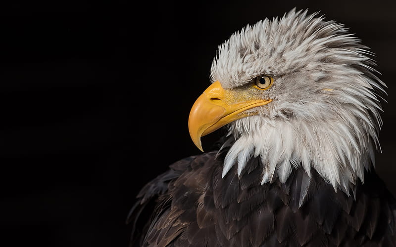 bald eagle, predator, bird of prey, North America, eagle, symbol of the USA, beautiful bird, HD wallpaper