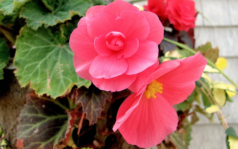 Non-Stop Pink, flower, begonia, pink, plant, HD wallpaper