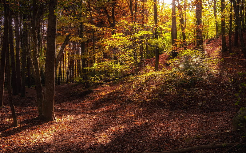autumn forest, evening, trees, fallen leaves, autumn, HD wallpaper