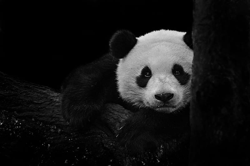 Animal, Panda, Black & White, HD wallpaper | Peakpx