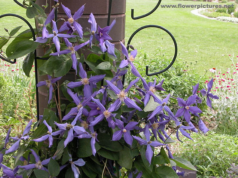 CLEMATIS FLOWERS, pretty, post, flowers, purple, HD wallpaper