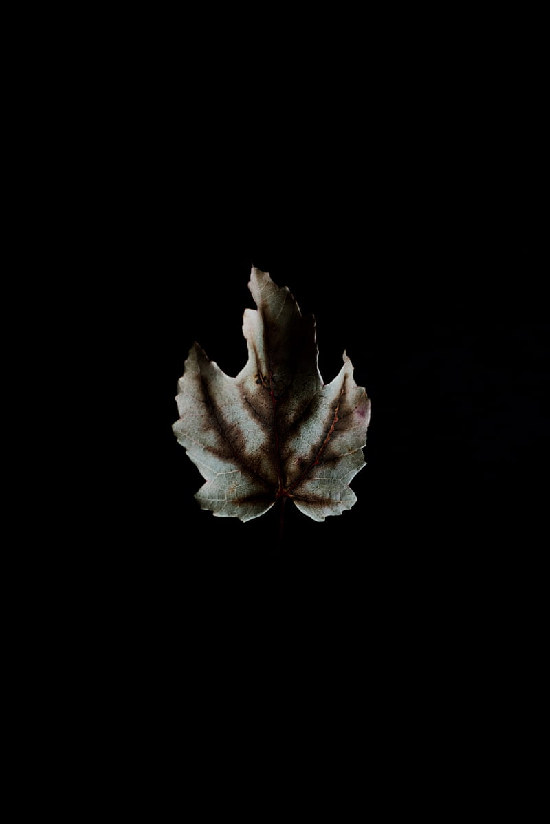 Koja Leaves In The Dark Mood For Your Mobile Phone Wallpaper