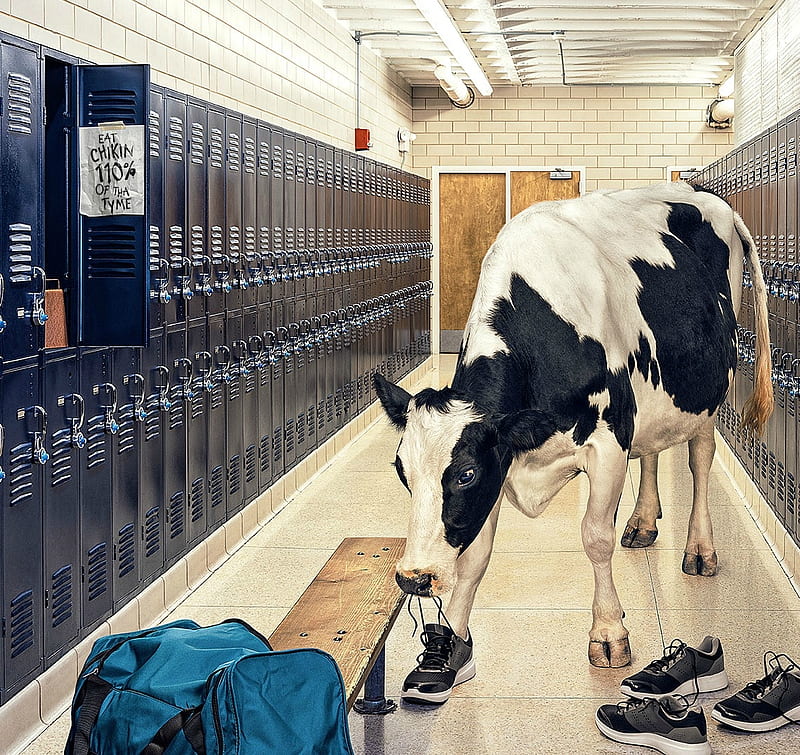 No pain, no gain, cow, andy mahr, double equipment, bag, black, creative, situation, animal, fantasy, add, vaca, funny, commercial, white, shoes, blue, HD wallpaper