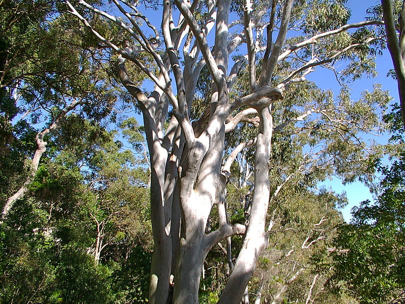 Tree Australian Ghost Gum, australian, tree, gum, ghost, HD wallpaper
