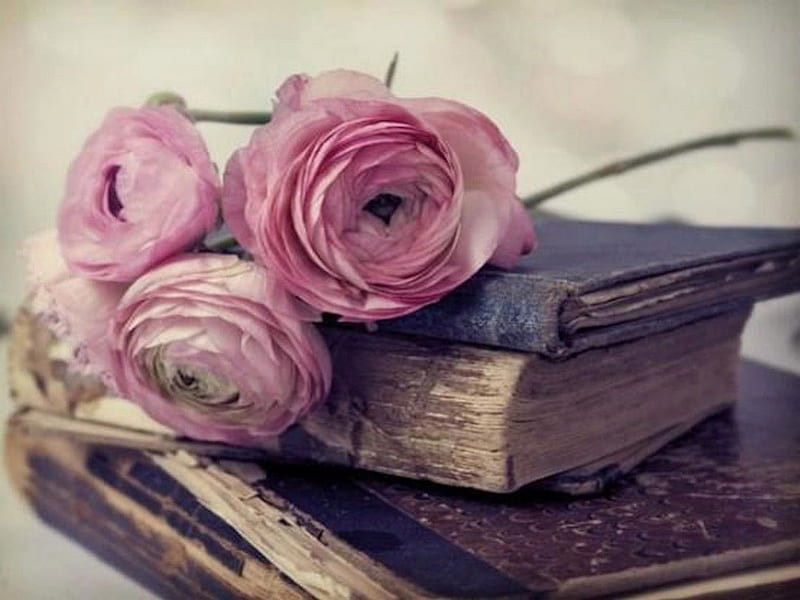 Antique Beauty, books, rose, time, faded, age, old, fade, antique, past, worn, treasure, history, pink, HD wallpaper