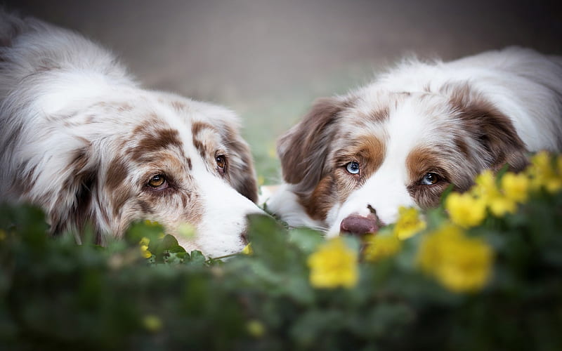 Australian Shepherd Dog, Aussie, brown-white dog, pets, dogs, green grass, friendship, HD wallpaper