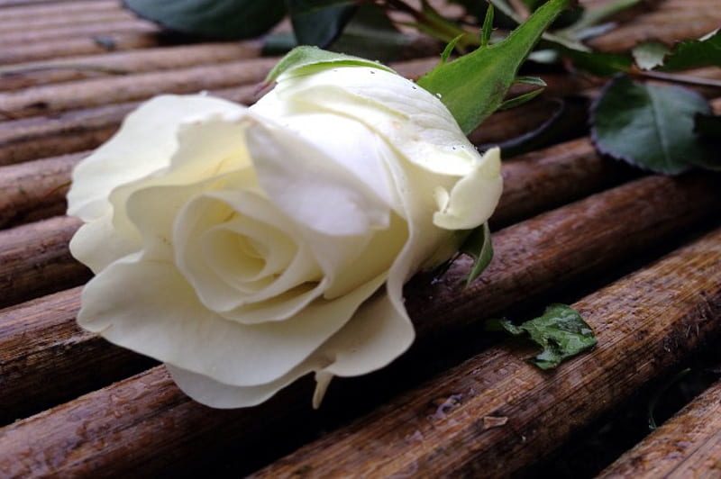 A Single Rose, pretty, rose, layers, delicate, flower, nature, petals, single, white, wood, gorgeous, HD wallpaper