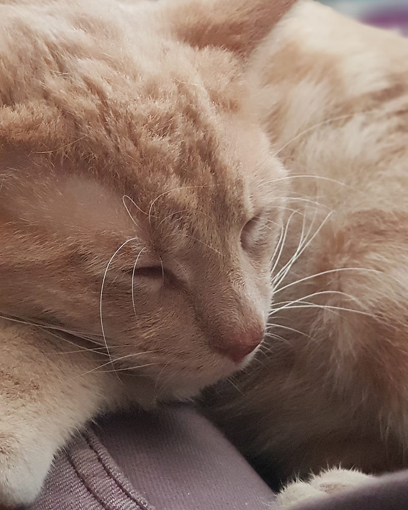 Sleeping Tabby, cute, cat, snuggle, sleepy, comfortable, tomcat, ginger, HD phone wallpaper
