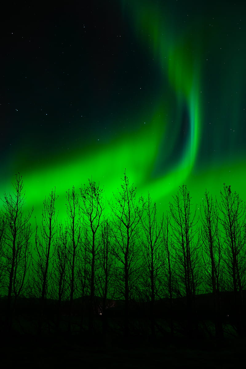 northern lights, trees, silhouette, night, HD phone wallpaper
