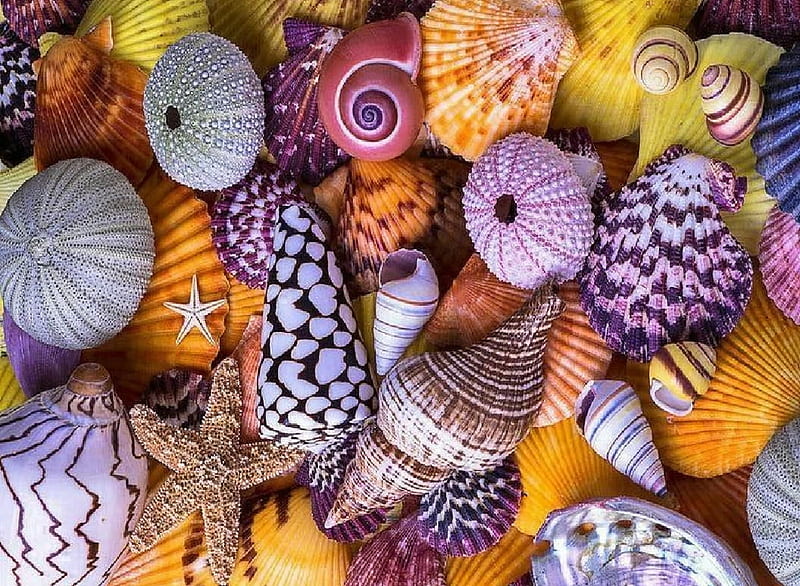 Shell Collage, colors, Mollusks, Collage, Shells, HD wallpaper