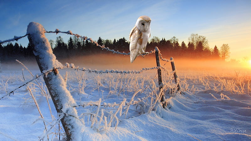 Winter Sunrise, owl, firefox persona, country, sky, winter, barbed wire, farm, bird, snow, sunrise, morning, field, HD wallpaper