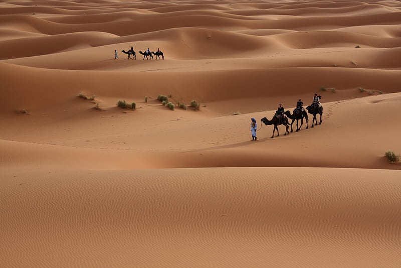 Sahara sanddunes, brown, places, africa, sahara, sand, deserts, dunes, bedouin, nature, camels, popular, arid, HD wallpaper