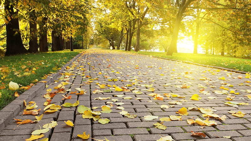 Path With Yellow Leaves Between Green Trees In Park Nature, HD wallpaper